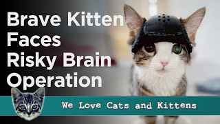 Helmet Of Hope: How Brain Surgery Transformed A Tiny Kitten&#39;s Life!