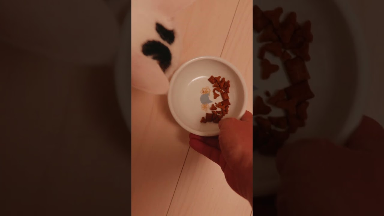 チロが扉の前で待っている理由がこちら #shorts