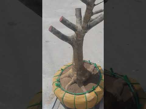 Mai vàng dáng bay dài 1m9. Hoành thân 44h. Củ nở 65cm. Cốt cành đẹp đều. Sdt 0948755113 Tính KG