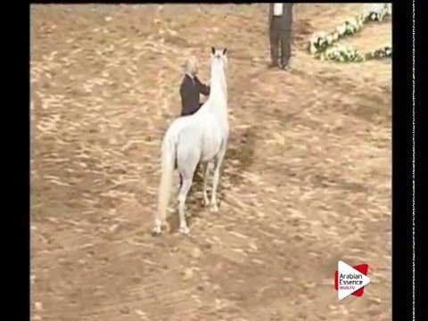 N.132 PA LIVIA - Ajman 2016 - Mares 9 years old and above (Class 6)