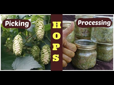 Hops: How to harvest, process, and store hops