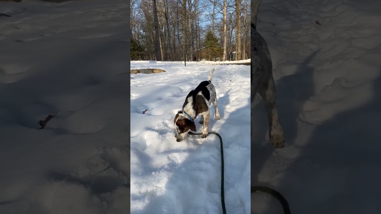 Enlarge Petrie, a Adoptable mixed breed in Blairstown, NJ video 6/6