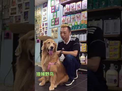 大型犬 - 黄金猎犬 Golden Retriever