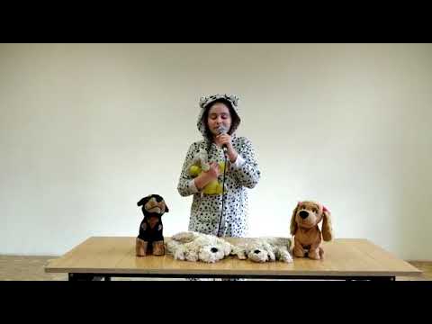 Psia Kostka z filmu "Corgi Psiak Królowej"  - Zuzanna Podolak