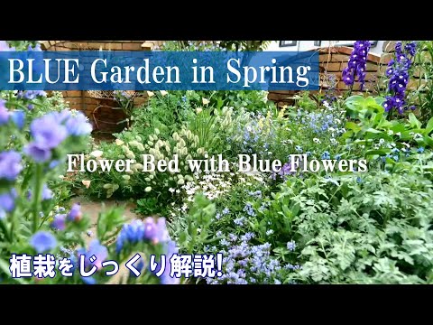 園芸 ブルーキャンドル、ガランブッロ