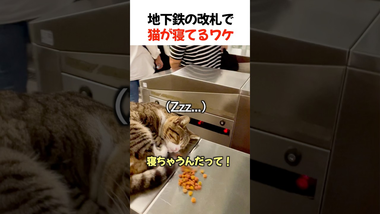 地下鉄の改札で猫が寝てるワケ