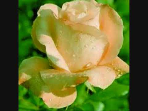 Ansambel Tulivesi - Valgemad Roosid