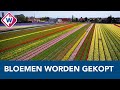 Bollenkweker kopt zijn tulpen in strijd tegen corona - OMROEP WEST