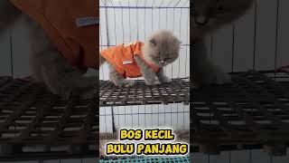 Download lagu #bsh #kitten #viral #fyp mp3 Download lagu #bsh #kitten #viral #fyp mp3