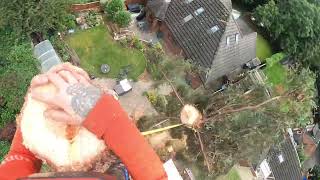 Album cover: Sequoia removal 