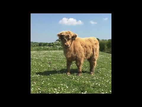 (FREE) hyperpop x pop punk type beat "beckoned" (glaive x lil peep x travis barker)