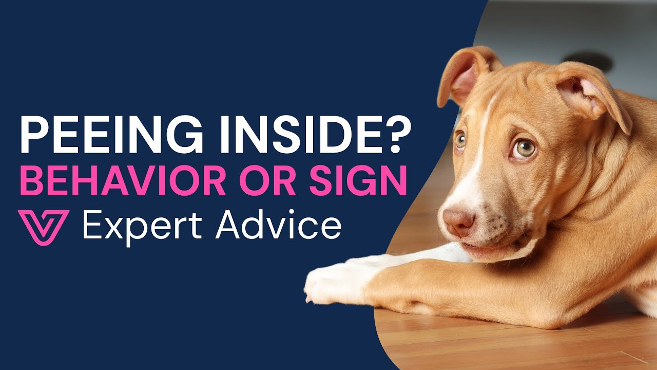 Why Is My Dog Peeing In The House? Causes, Solutions & When To Call The Vet!