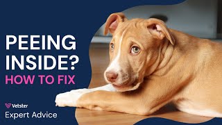 Why Is My Dog Peeing In The House? Causes, Solutions & When To Call The Vet!