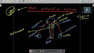 the reproductive system of male and female   bio grade 9 adv 2024