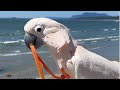 Barney Takes Himself For A Walk At Wick Beach In Pacific Rim National Park