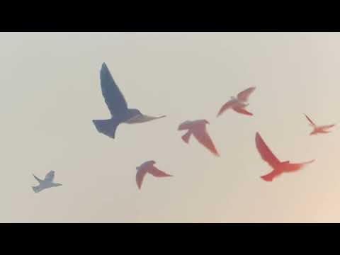 Pato Shoucair - La Herida (Visualizer)