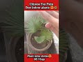 Chinese Fan Palm How Much Water Does A Chinese Fan Palm Need Plants Lover Shorts