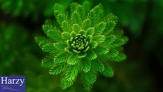 Ikson - Fresh [1 Hour Version]