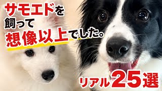 サモエドを飼って3ヶ月。大型犬との暮らしで分かったリアル25選😊 #サモエド#大型犬#犬のいる暮らし#ボーダーコリー#犬好き
