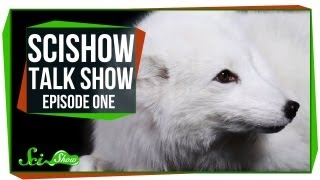 Introducing: SciShow Talk Show!  Emily, Rhinos, and Cas the Arctic Fox