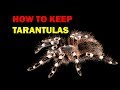 How To Keep Tarantulas Weird And Wonderful Pets Episode 8 Of 15