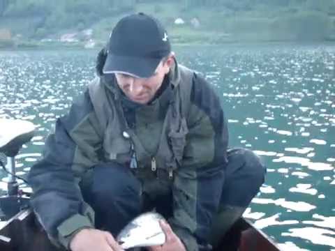 Plavsko jezero ribolov Pastrmke Blatnjace  po sistemu uhvati i pusti.