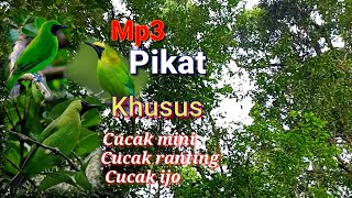 Download lagu SUARA PIKAT KHUSUS SEMUA CUCAK IJO..CAK MINI..CAK RANTING ..Jituu..!!! mp3 Download lagu SUARA PIKAT KHUSUS SEMUA CUCAK IJO..CAK MINI..CAK RANTING ..Jituu..!!! mp3