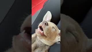 ヨガ中に、、　　#tiktok