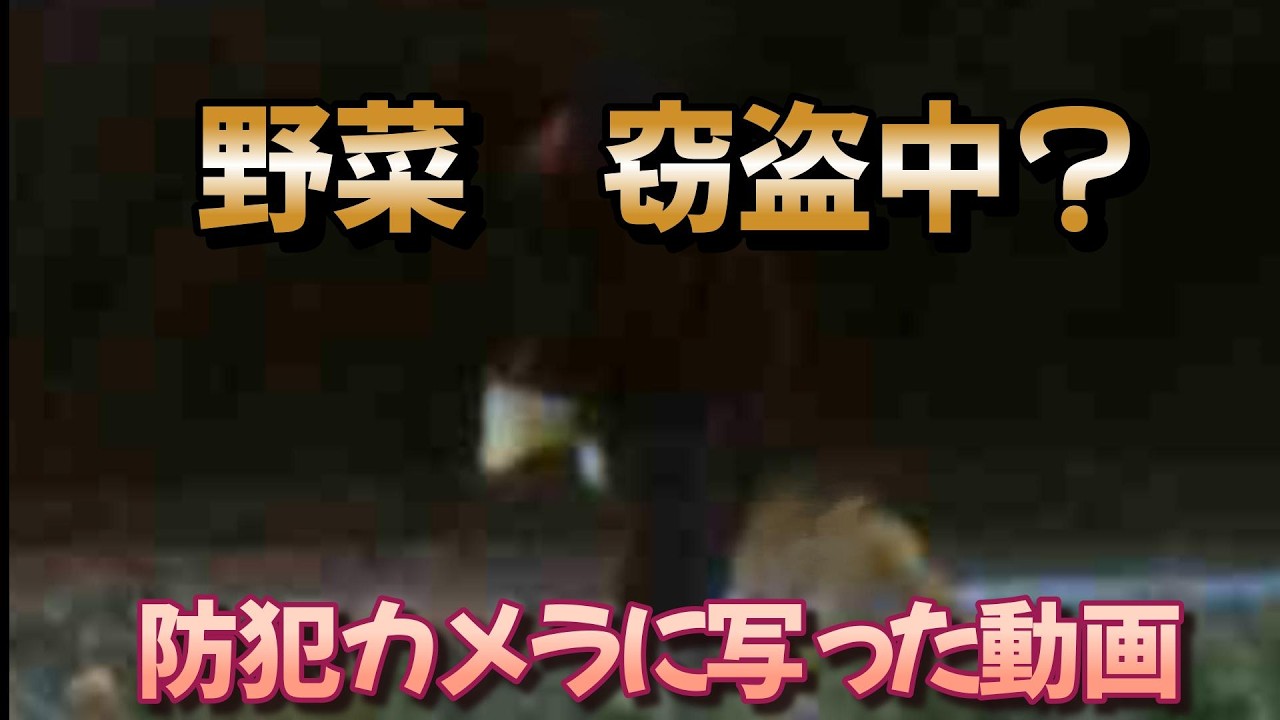 ブロッコリー泥棒　防犯カメラにしっかり2回も写ってます。被害届も出しました。