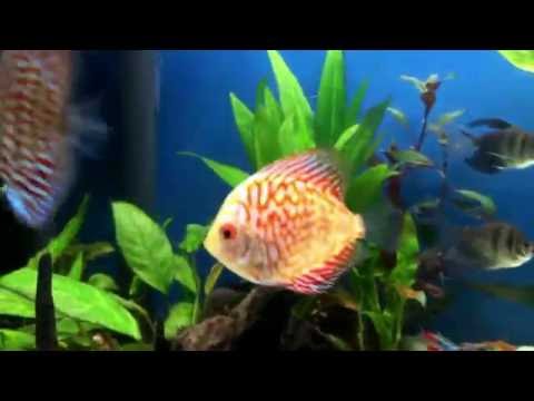 Freshwater Planted tropical fish tank . 80 gal Discus fish , Rams fish , tetras ect