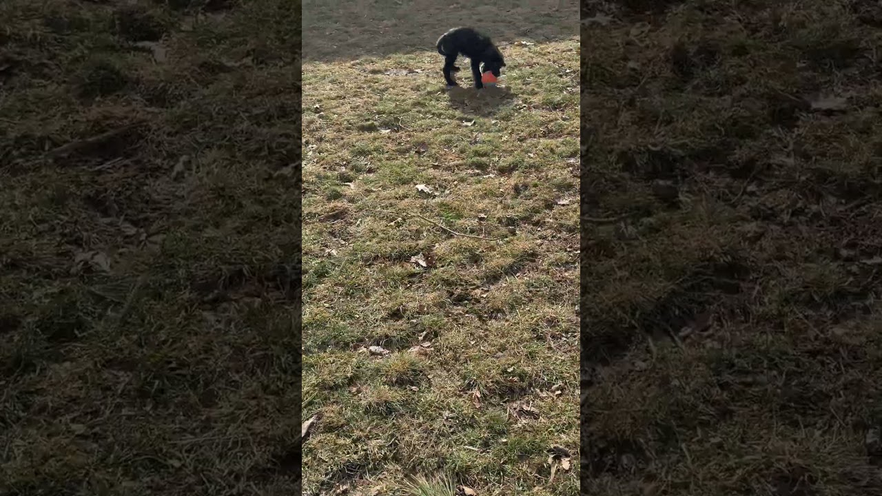 Enlarge Hazel, a Adoptable mixed breed in Warrington, PA video 5/5