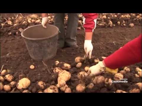 Krompirov moljac umanjio ovogodišnji rod!_419_26.09.2015.