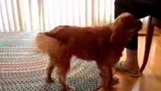 40 Amazing Dog Tricks