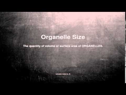 Medical vocabulary: What does Organelle Size mean