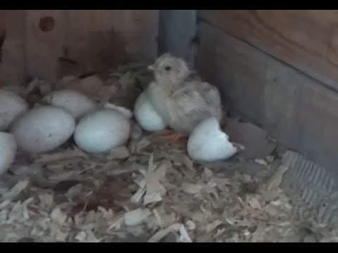 Natural Expansion Of The Off Grid Homestead