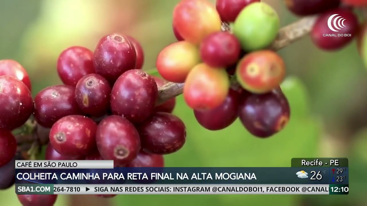 Colheita do café caminha para reta final na Alta Mogiana