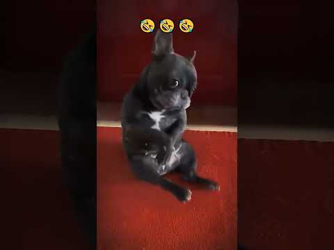 #dogs #foryou #funnypets