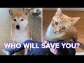 Cats And Dogs React To Their Owners “Playing Dead”