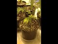 indoor grow Cannabis week 3 to 4 veg First time ...