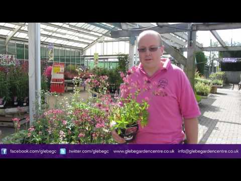 Astrantia | Glebe Garden Centre Leicester