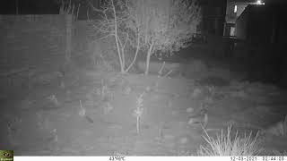 Molí de la Sal: Guineu