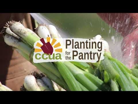 COLUMBIA CENTER FOR URBAN AGRICULTURE - Sponsor A Row