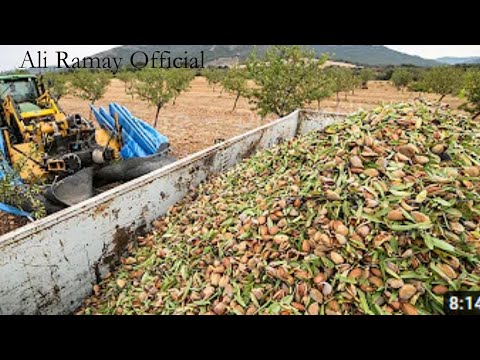 Technology Of Cultivation And Harvest Almonds - Almond Nut Packing Factory {Ali Ramay Official}