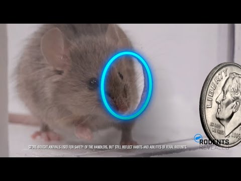 How Do Rodents Get Inside?