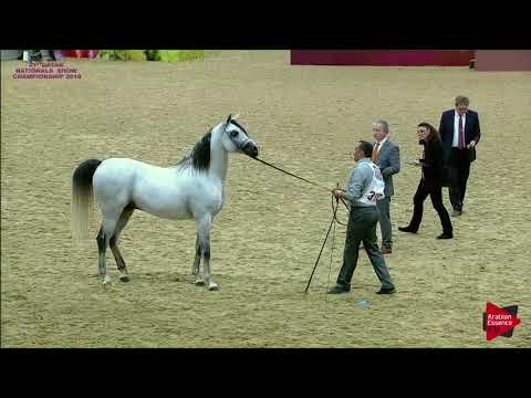 N.310 D AMER - 21st Qatar National 2018