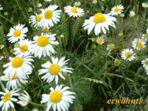 Enigma - Spirit of Silence