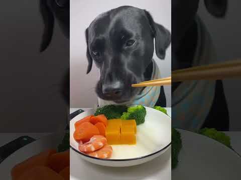 #Dog eat so cute 😍😍😍