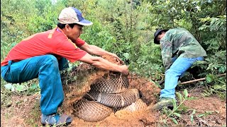 Download lagu Perjalanan mencari king kobra raksasa yang berganti kulit di hutan kayu putih. mp3 Download lagu Perjalanan mencari king kobra raksasa yang berganti kulit di hutan kayu putih. mp3