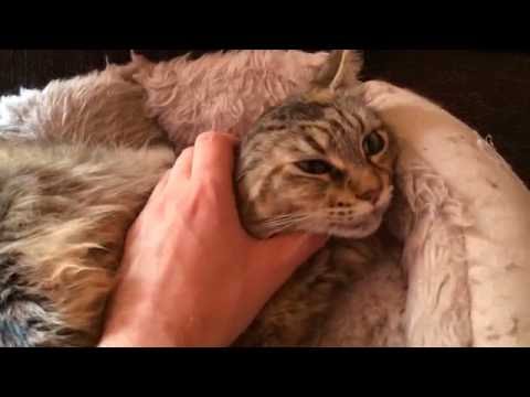 Chat Cat - Talkative Maine Coon - A little talking tiger