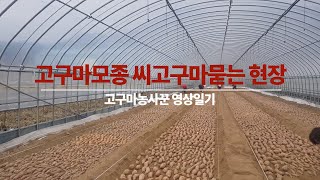 고구마농사꾼영상일기3 고구마모종 씨고구마묻기 현장